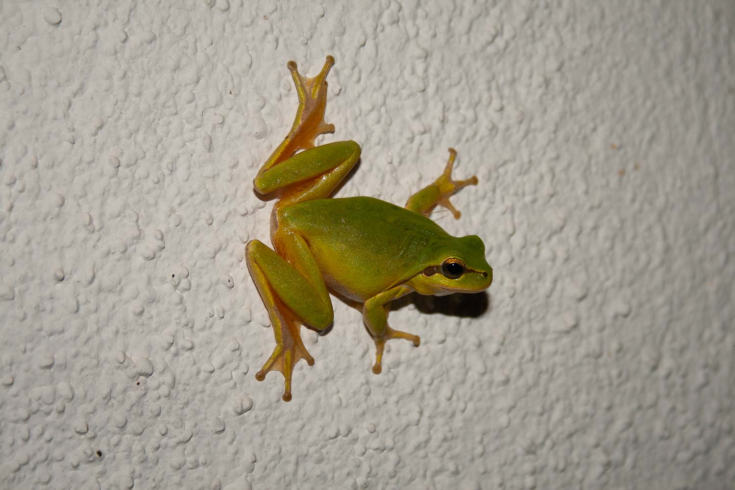 Stripeless Tree Frog 1700