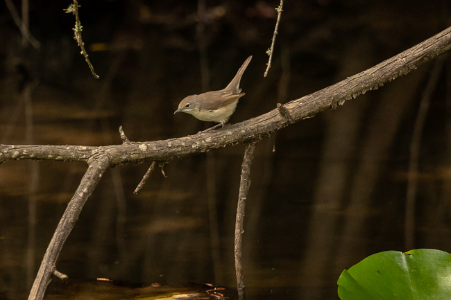 Subalpine Warbler 4013