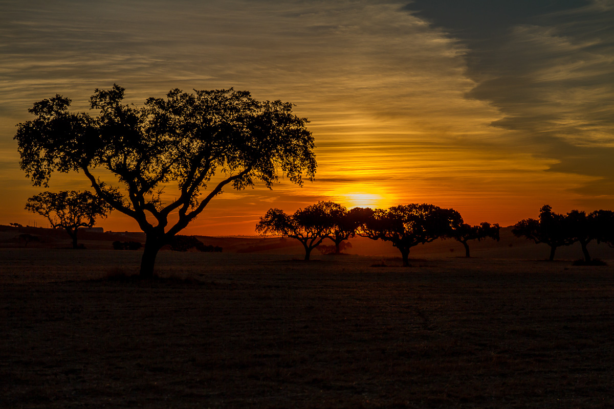 Sunrise 5915