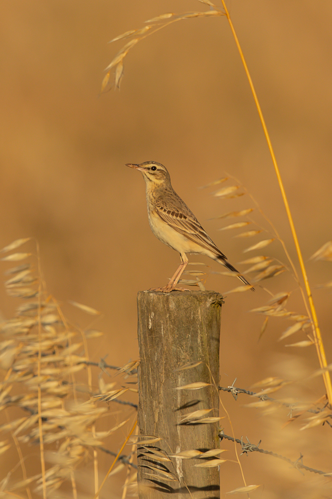 Tawny Pipit Anthus campestris 7031