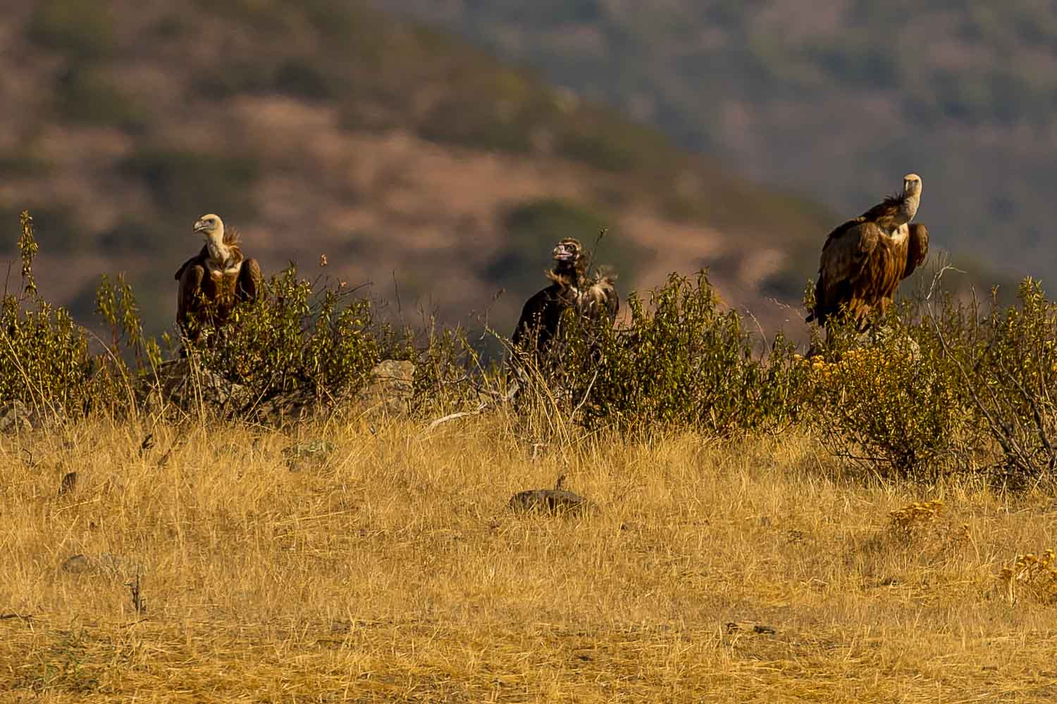 Vultures-9150.jpg