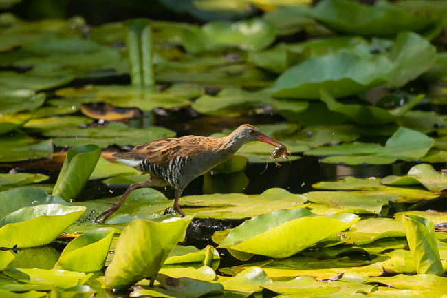 Water Rail with crayfish 3701