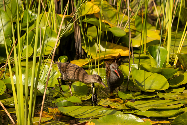 Water Rails 3900