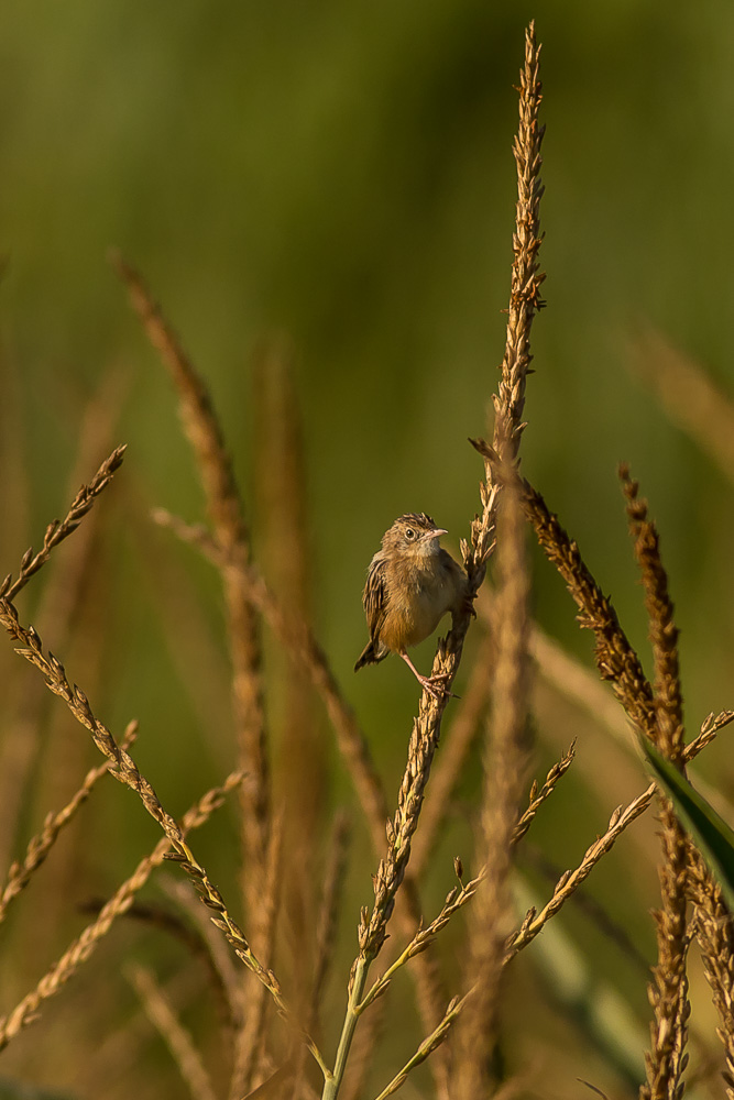 Zitting Cisticola-0211.jpg