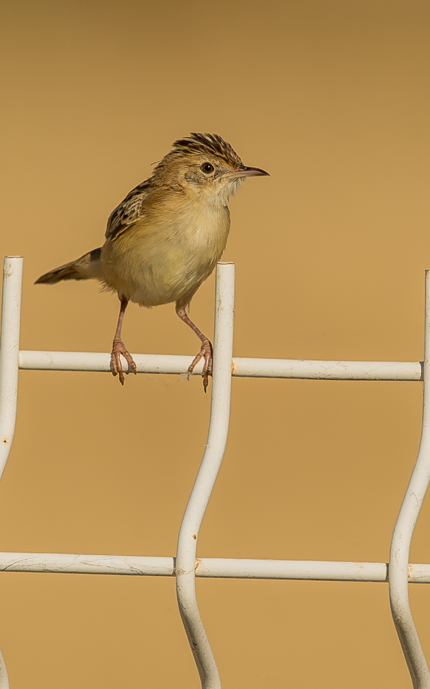 Zitting Cisticola Cisticola juncidis 7201