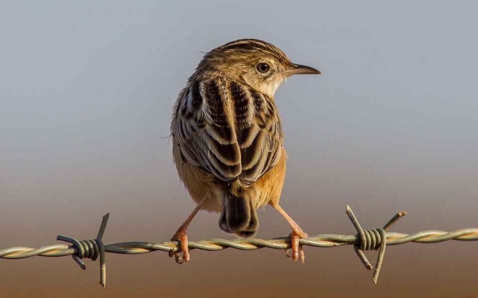 Short tail that is shaped like a Roman sword when open. 